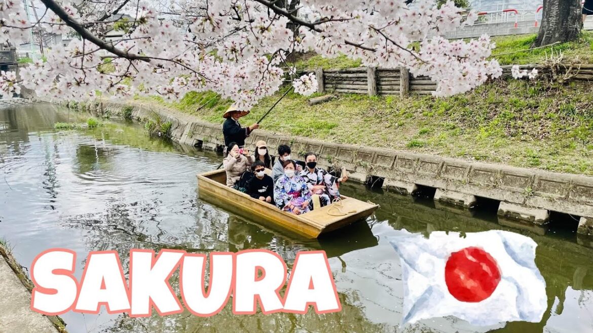 Sakura in Japan | Cherry Blossom | Best Time to Visit Japan | Best Place to Travel