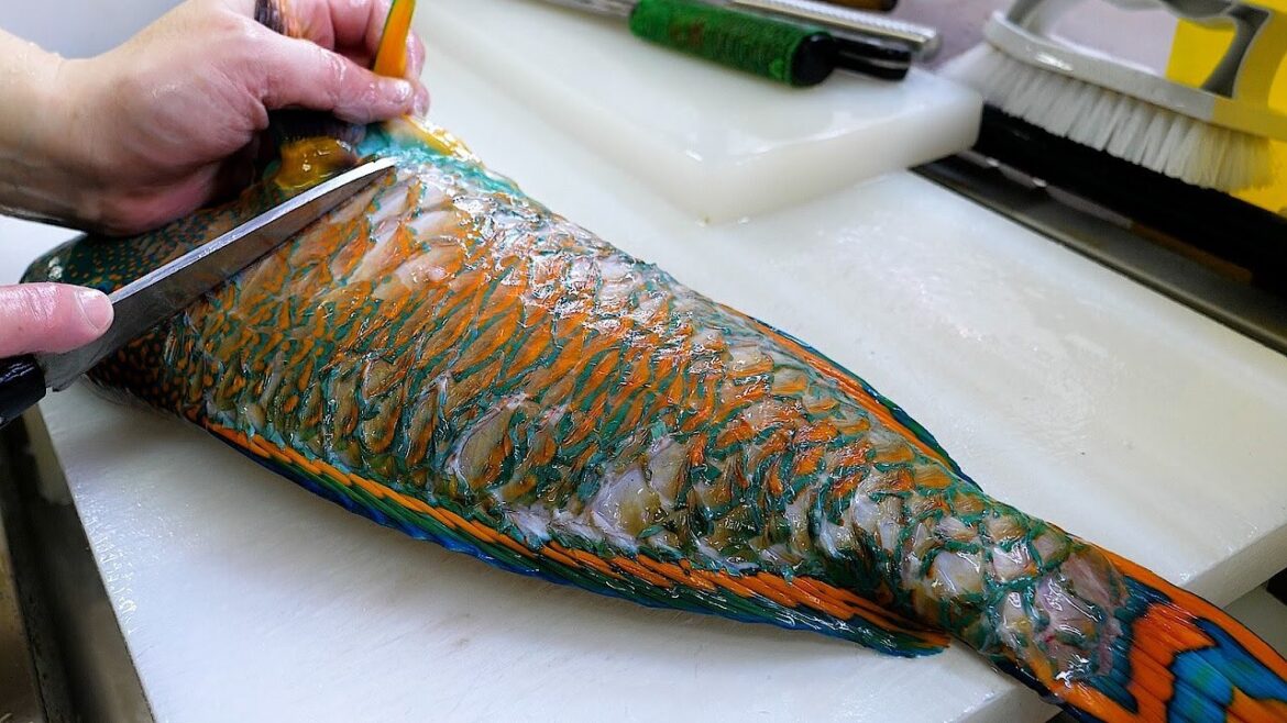 1미터 넘게 자라고 산호초도 부숴버리는 강력한 턱, 자이언트 비늘돔 , 회, 탕, 튀김, 세가지 요리 – GIANT PARROTFISH SASHIMI Okinawa Japan 1미터 넘게 자라고 산호초도 부숴버리는 강력한 턱, 자이언트 비늘돔 , 회, 탕, 튀김, 세가지 요리 - GIANT PARROTFISH SASHIMI Okinawa Japan