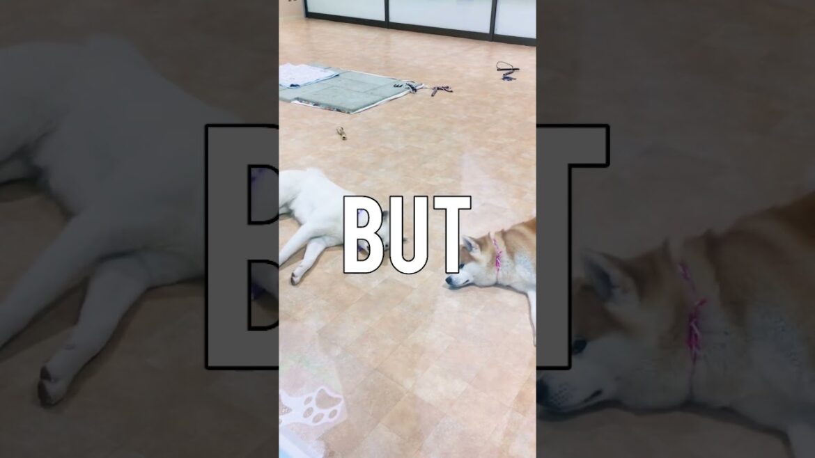 HACHIKO in real life! #japan #cutedog #akita