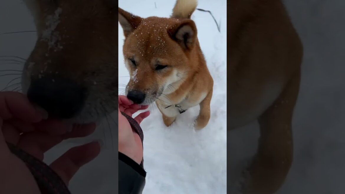 Shiba Inu Simba🐕Subscribe and like 🙏If you want, there will be more Simba #shorts #dog #travel Shiba Inu Simba🐕Subscribe and like 🙏If you want, there will be more Simba #shorts #dog #travel