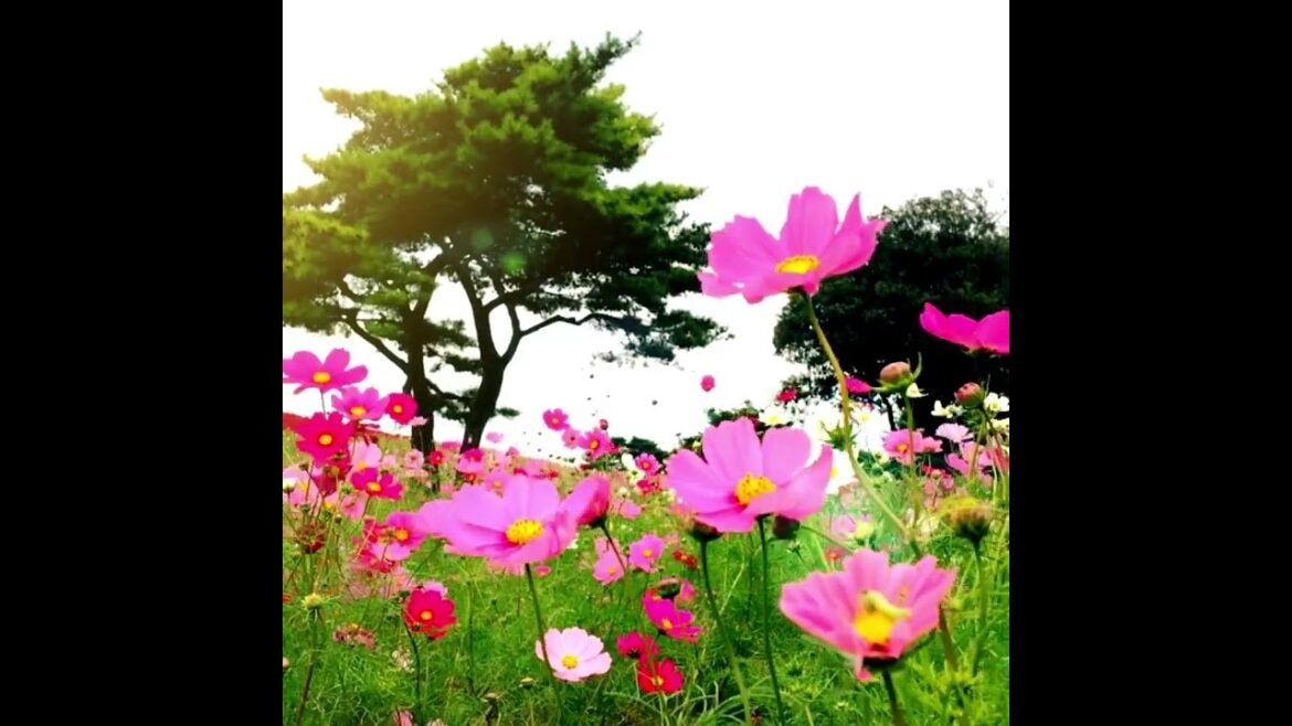 Hitachi Seaside the beautiful flower haven in Japan #japantravel #travelshorts #travelshortvideo