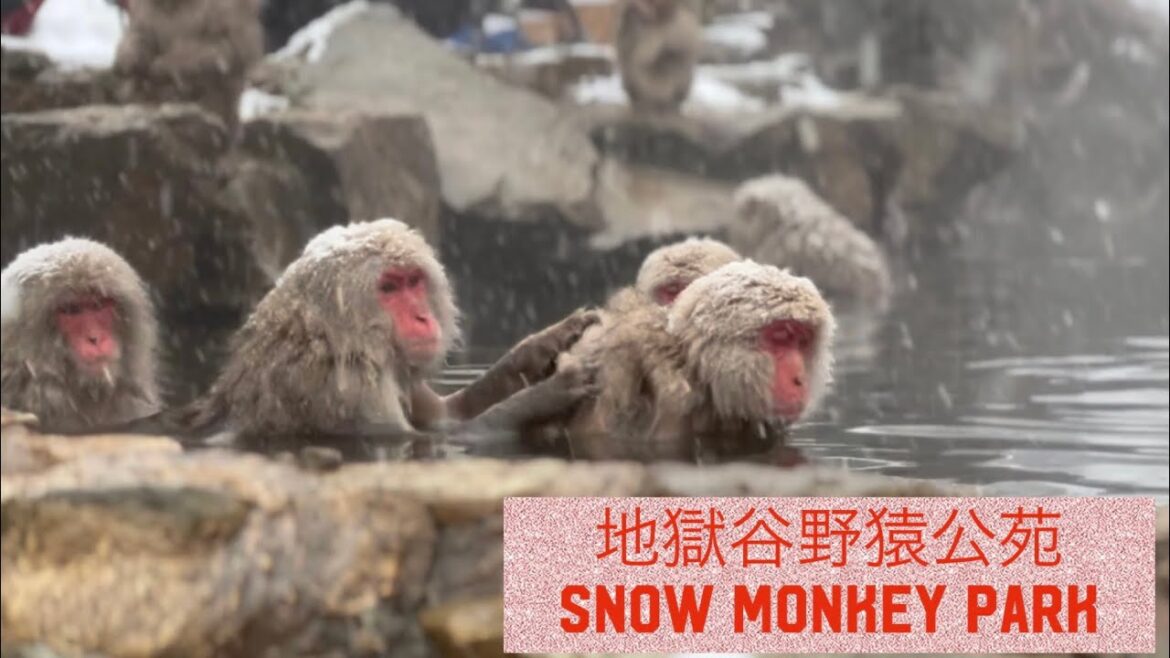 《SNOW MONKEY》地獄谷野猿公苑 with  my wife 《SNOW MONKEY》地獄谷野猿公苑 with  my wife