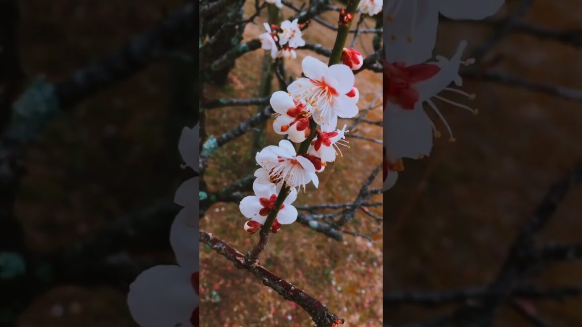 SPRING is here! #japan #plumblossom SPRING is here! #japan #plumblossom