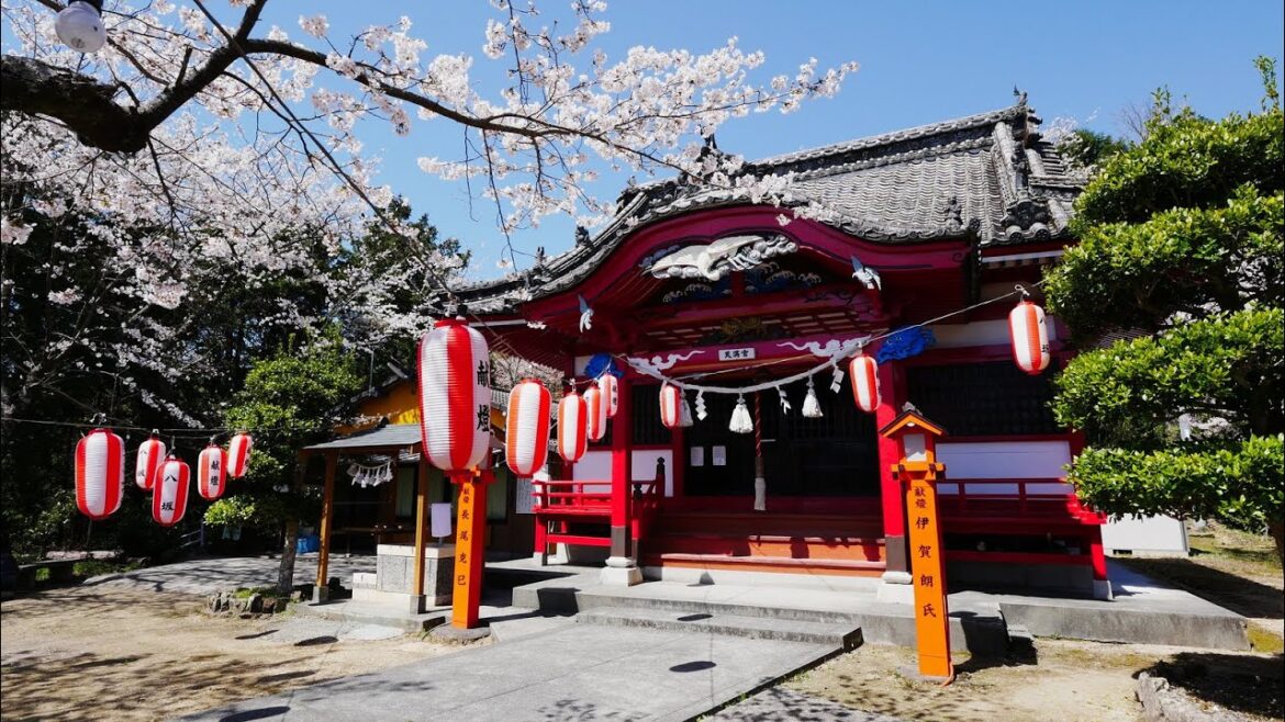 4K HDR 高知 宿毛天満宮の桜 Kochi, Sakura at Sukumo Tenmangu