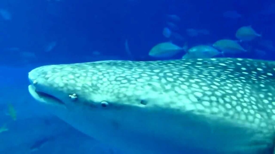 Churaumi Aquarium in Okinawa