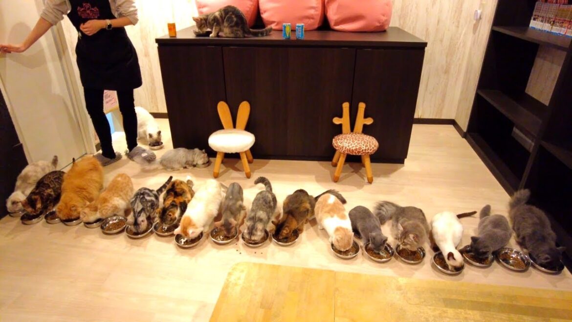 Experience of Lovely Cat Cafe in Japan | Puchi Marry Nagoya Osu😍