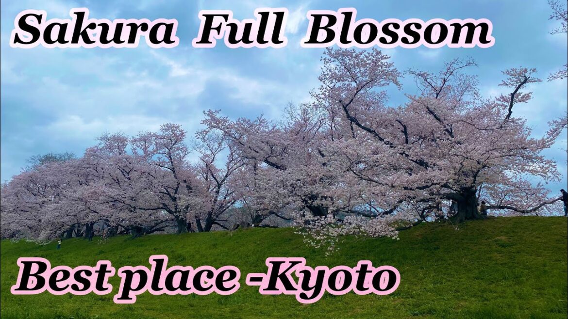 Sakura Blossom Japan 2022/Kyoto