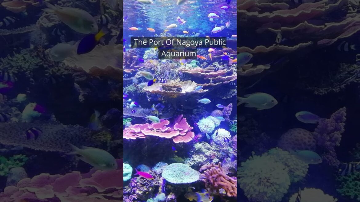 Uncovering the Secrets of Nagoya: Top 5 Must-Do's!