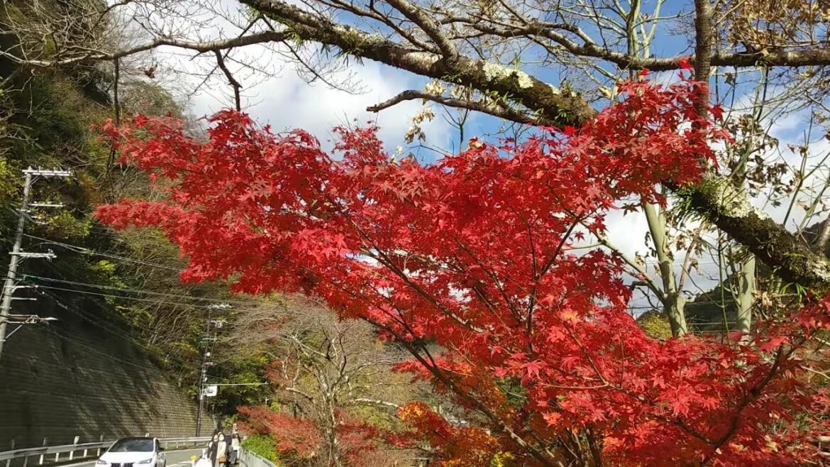紅葉に絶景・見どころ満載 比叡山観光 延暦寺巡り