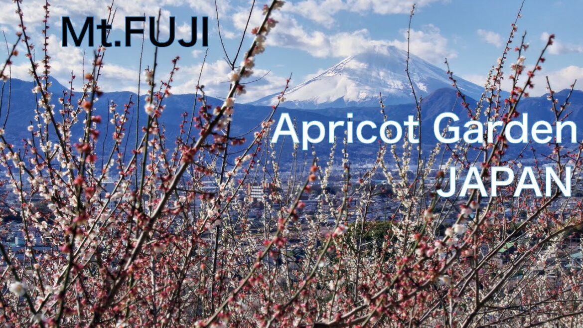 【Mt.Fuji x Plum grove:JAPAN】Mt.Fuji view over full bloomed plum trees Fujisan Japanese apricot 【Mt.Fuji x Plum grove:JAPAN】Mt.Fuji view over full bloomed plum trees Fujisan Japanese apricot