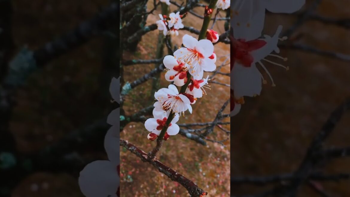 PLUM Blossoms in Shimabara Castle #Japan #spring PLUM Blossoms in Shimabara Castle #Japan #spring