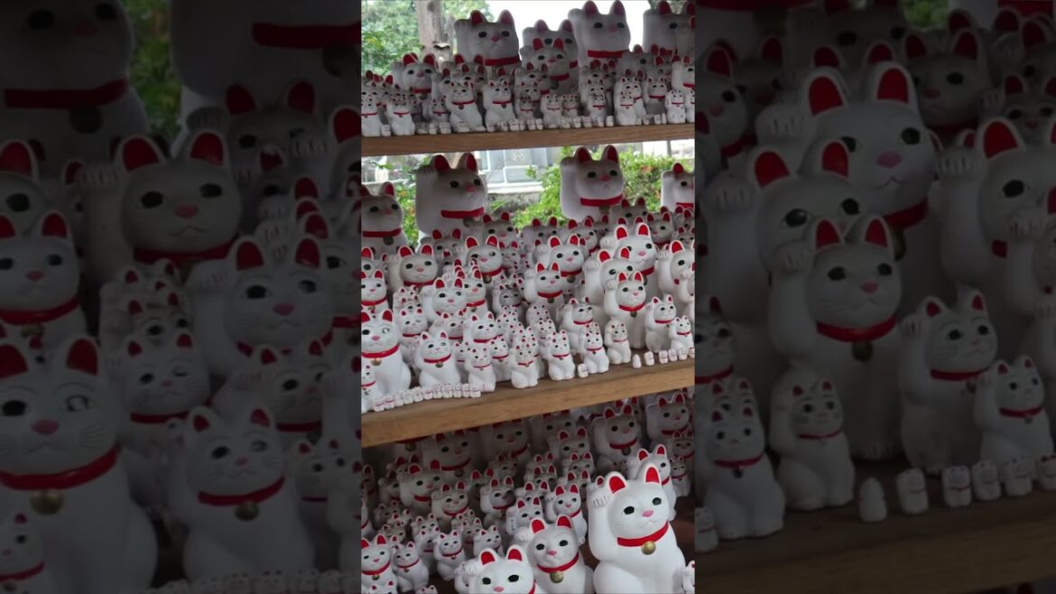 【猫】99%の人が知らない！？ 猫のワンダーランド「招き猫に溺れてニャンニャンニャン」東京 世田谷区 豪徳寺　#Shorts