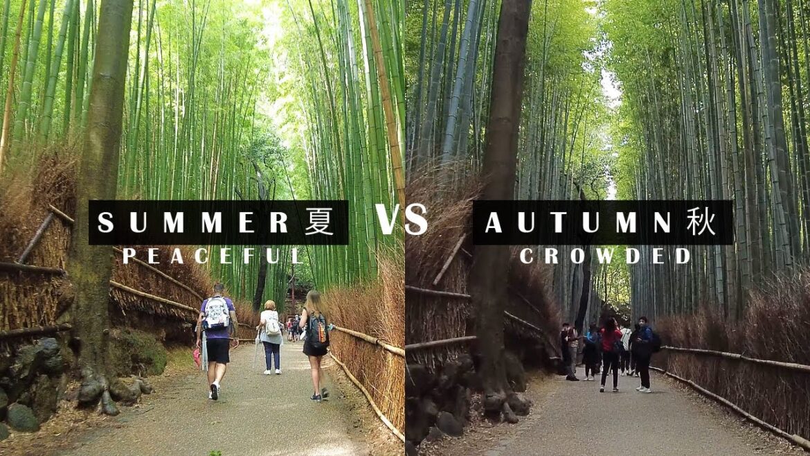 [4K] Japan Walk 🇯🇵 Summer Vs Autumn Comparison: Kyoto Arashiyama Bamboo Foerst 嵐山夏と秋の比較