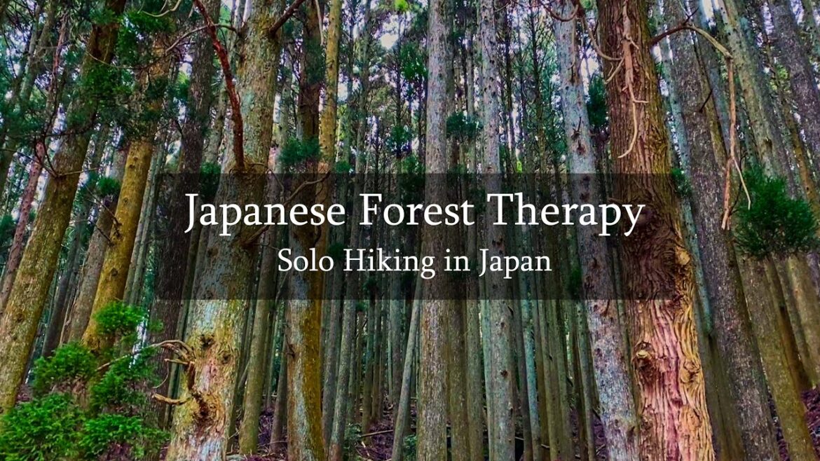 Japanese Forest Therapy in Sasaguri, Fukuoka | Solo Hiking in Japan | 森林セラピー 篠栗町, 福岡 Japanese Forest Therapy in Sasaguri, Fukuoka | Solo Hiking in Japan | 森林セラピー 篠栗町, 福岡