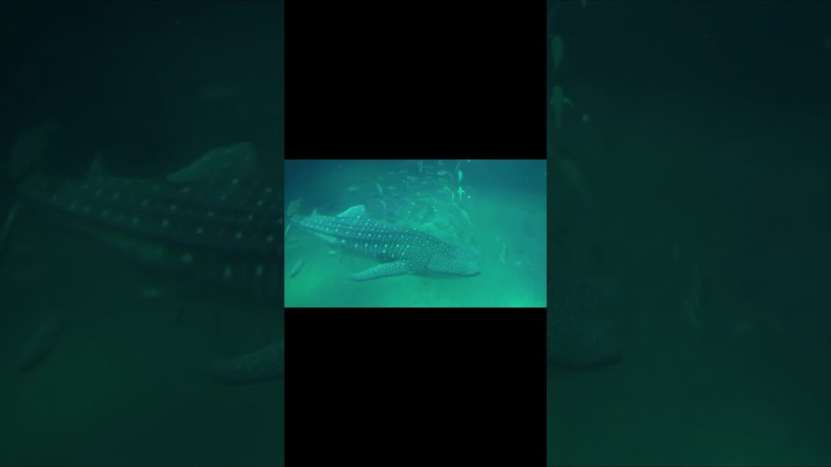 Kaiyukan (Osaka/Japan) part.2 #shorts