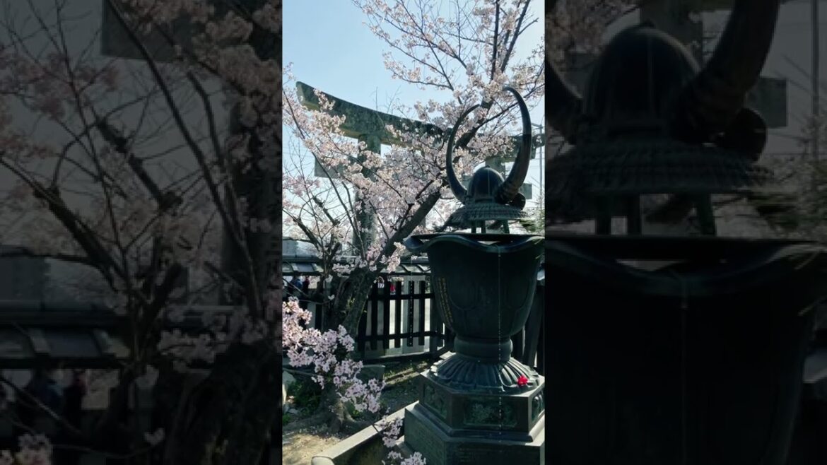 Nishi Park at its best during another great Fukuoka Day Tour.