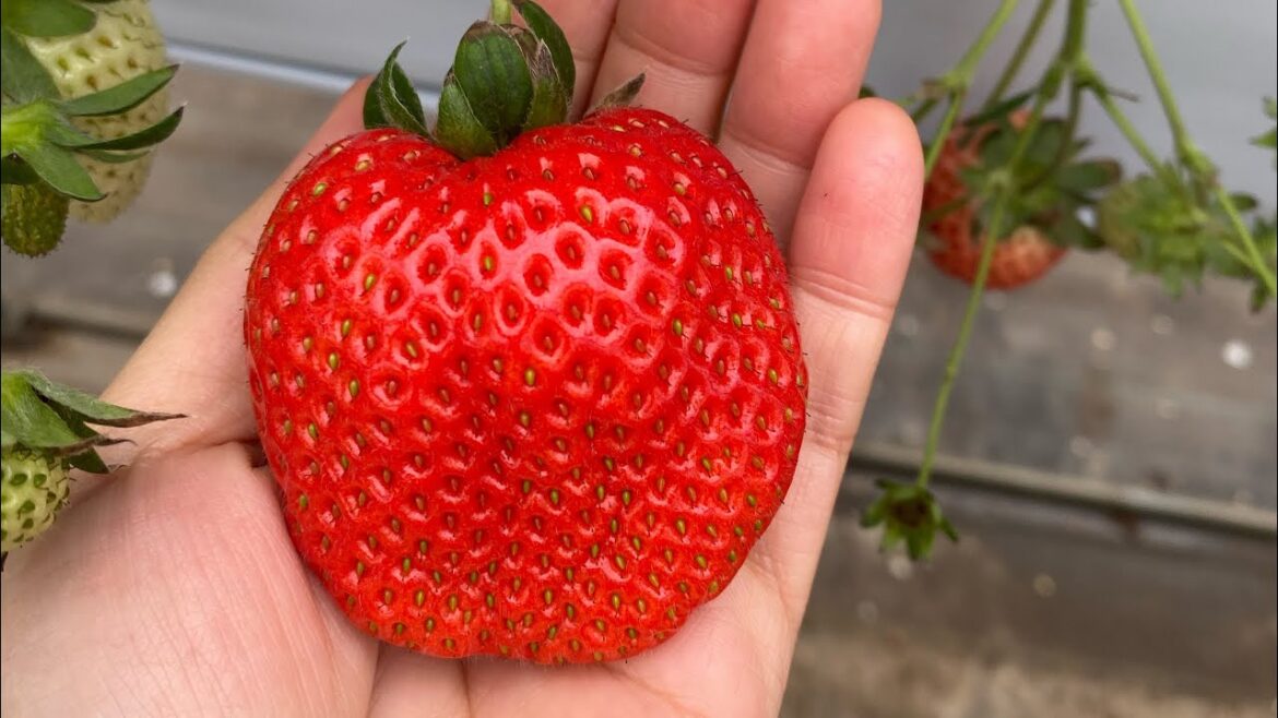 Strawberry farm in Chiba Feb 2023 イチゴ狩り千葉市 #japanlife #ichigo  #strawberry