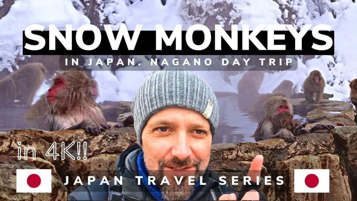 Snow Monkeys in Japan day trip in 4K || Nagano Hot Springs Japan Travel Vlog 🇯🇵🐵