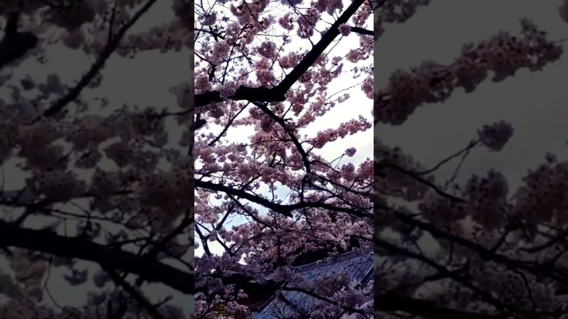 Sakura (Cherry Blossom) at Kiyomizu Dera #shorts  #kyoto #japan #kiyomizudera #travel #vlog