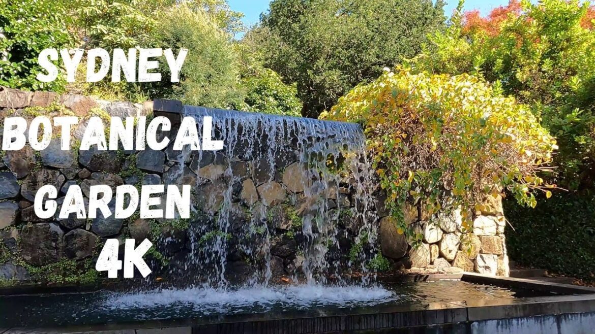 4K Walk through Blue Mountains Botanic Garden Sydney - Walking Tour of Sydney Botanical Garden