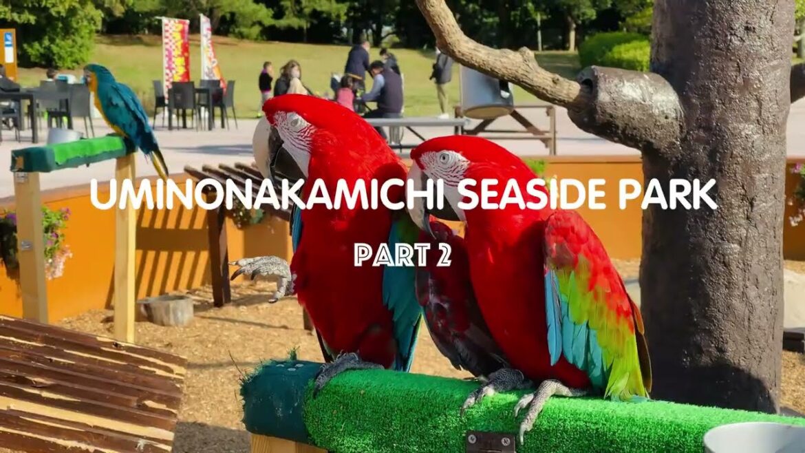 [4k] Spring 2022 is Here Part 2 | Uminonakamichi Seaside Park | Fukuoka | Japan