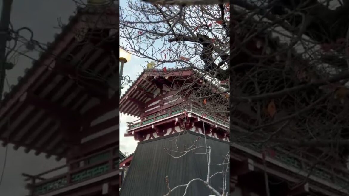 OSAKA -JAPÓN #travel  #anime #aweekofmylife #gamer #osaka #cosplay #japan #tranding #asia