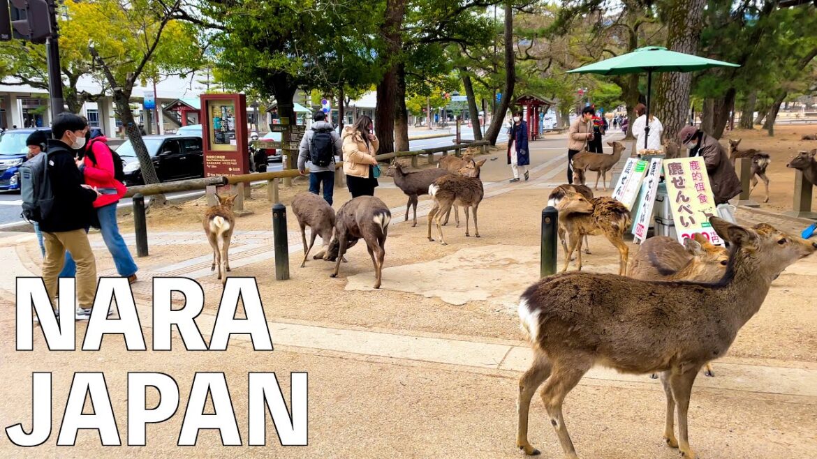 【4K】Nara Park Walking Tour  | JAPAN 2023