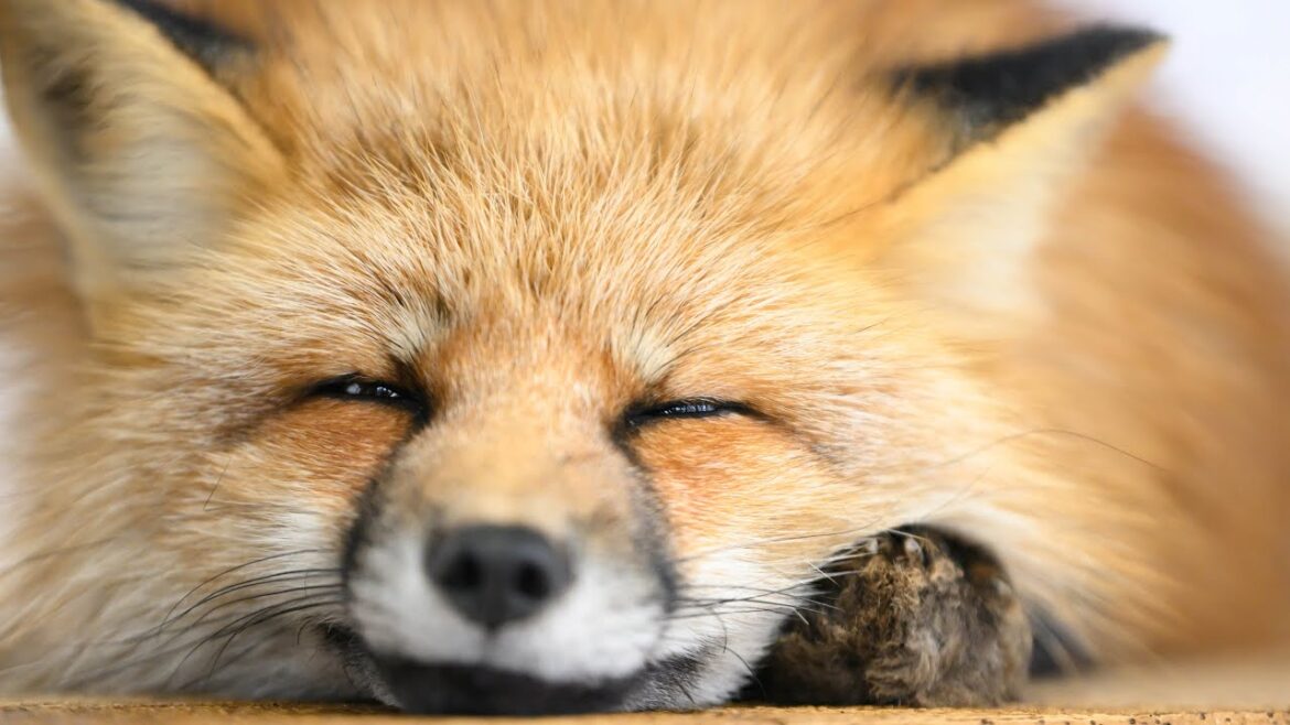 100匹のキツネが放し飼い-宮城蔵王キツネ村に行ってみた！