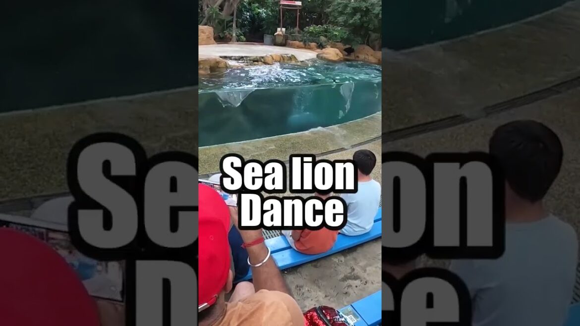 Sea Lion Dance 😱 #singaporezoo #funnyshorts #shorts #fun #viral #shortsclip #wildlife #sealions