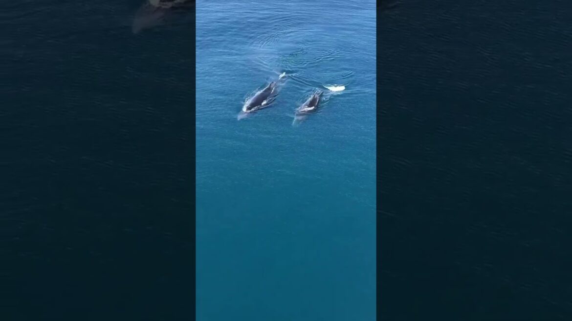 WHALES PLAYING NEXT TO CRUISE SHIP!! #whales #cruiseship #carnivalradiance #ensenadacruise WHALES PLAYING NEXT TO CRUISE SHIP!! #whales #cruiseship #carnivalradiance #ensenadacruise