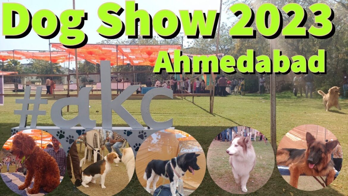Dog Show 2023 | Ahmedabad Kennel Club | in India #akc #dogshow2023