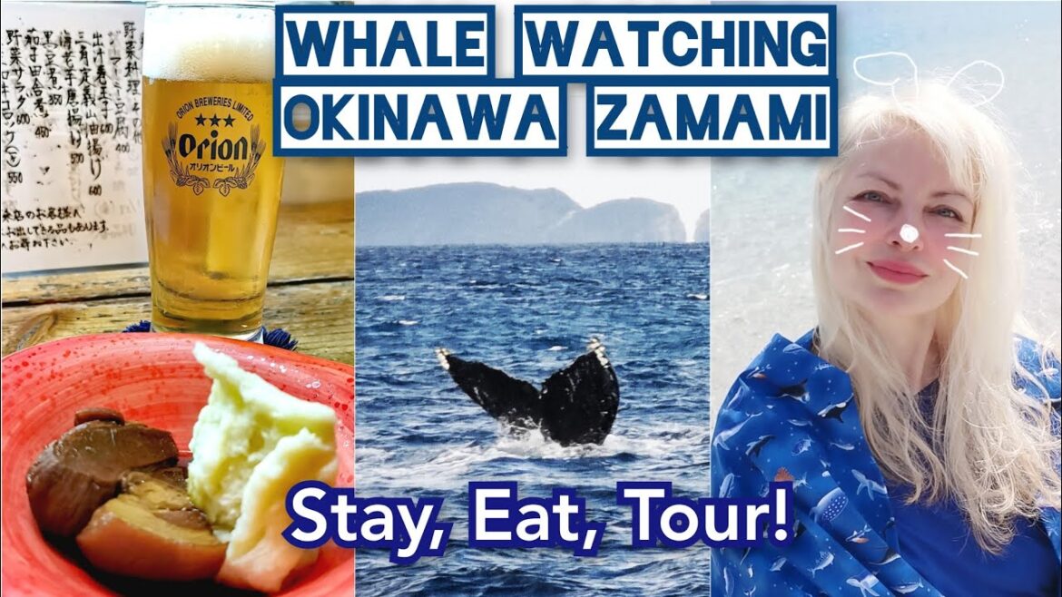 🐋 How to WHALE WATCHING in Okinawa 🏖️ ZAMAMI Jan. 2023 Stay Eat Tour with No-Y by Adeyto