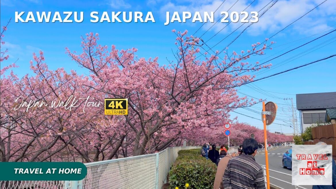 4k hdr japan travel | Japan cherry blossoms in 2023 | Walk among a thousand blooming Kawazu Sakura. 4k hdr japan travel | Japan cherry blossoms in 2023 | Walk among a thousand blooming Kawazu Sakura.