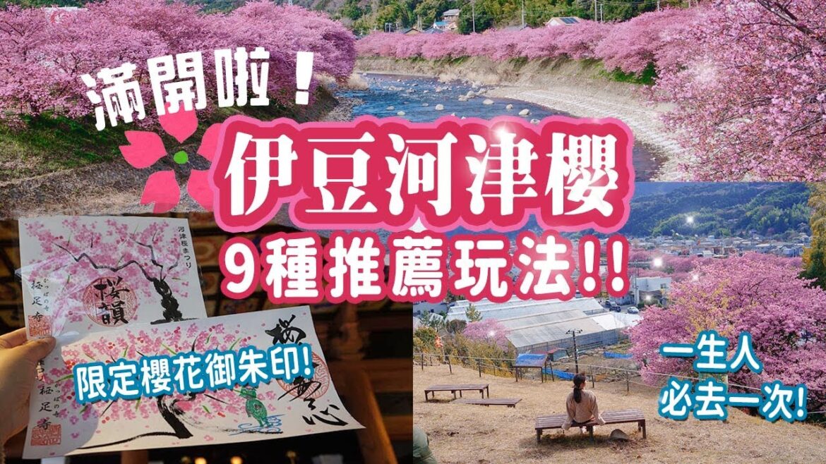 [突發] 滿開河津櫻2023🌸一生人必去一次的櫻花聖地: 9個唯美景點及玩法｜隱藏的絕美展望台｜限定櫻花御朱印送大家🎁 #河津櫻 #櫻花 #日本旅行
