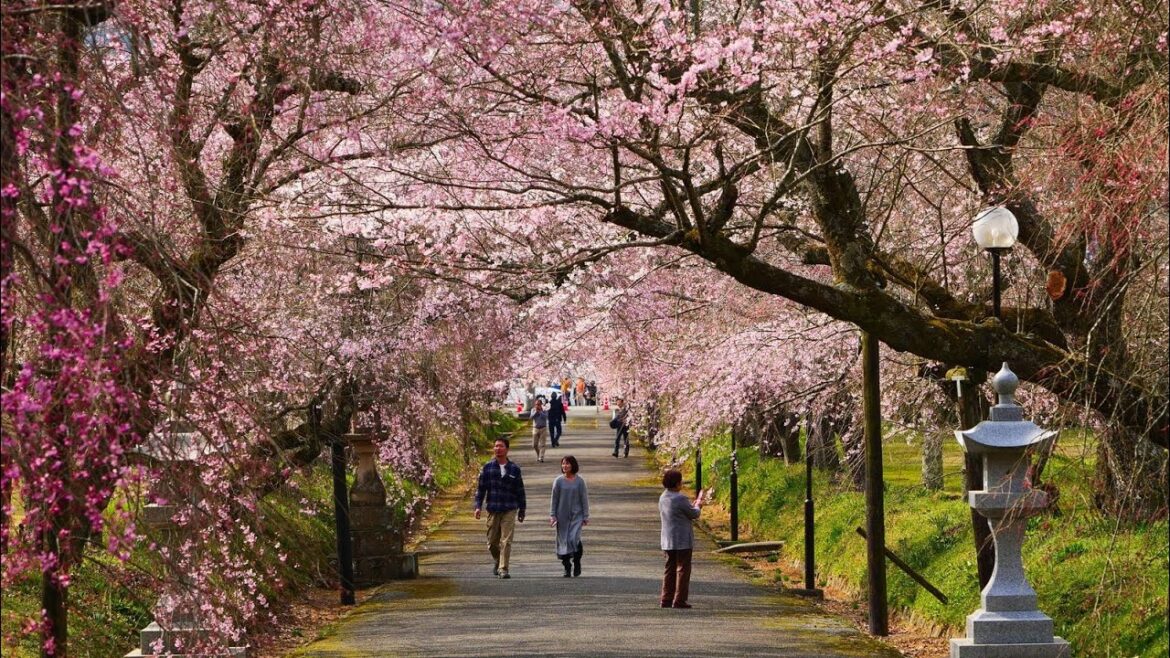 4K HDR 山口 徳佐八幡宮の桜 Yamaguchi,Sakura at Tokusahachimangu