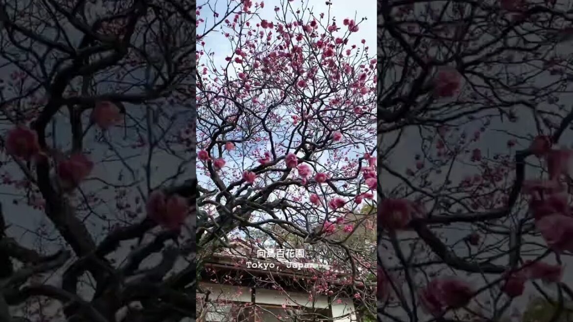Plum Blooming time in Tokyo #shorts #japan Plum Blooming time in Tokyo #shorts #japan