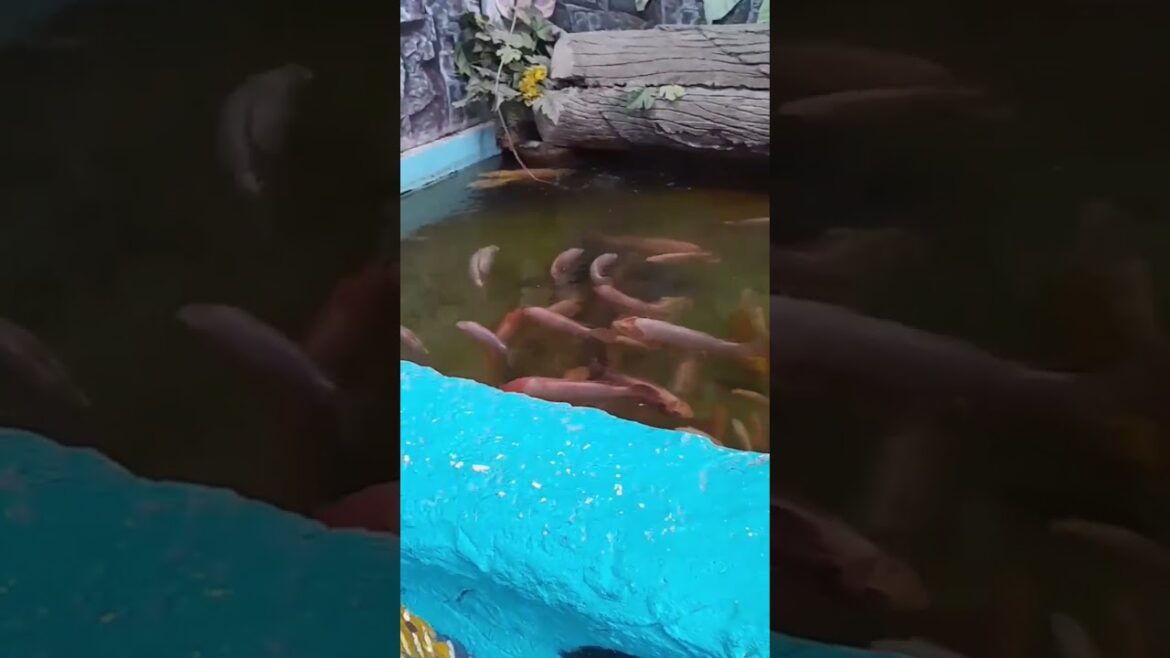 มอนสเตอร์อควาเรียมพัทยา (Monster Aquarium Pattaya). S2