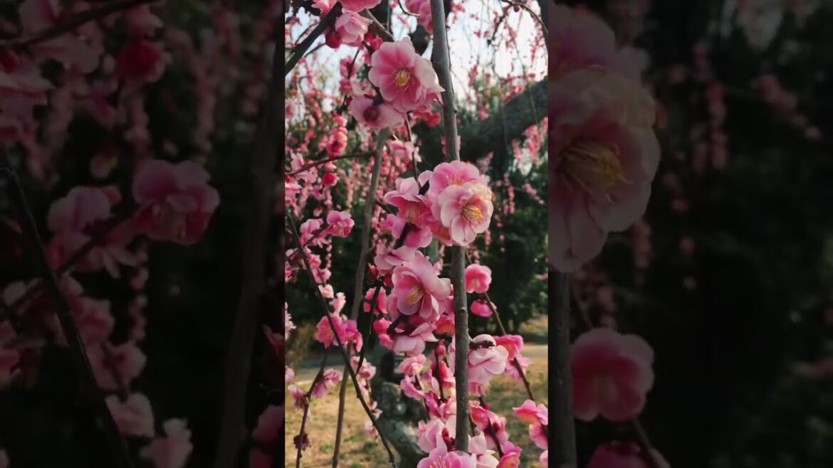 Mimosa, Plum Blossoms, and Red Pandas in #japan