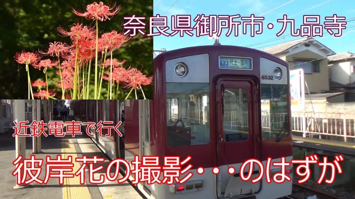 九品寺の彼岸花取材に行ってみた結果・・・