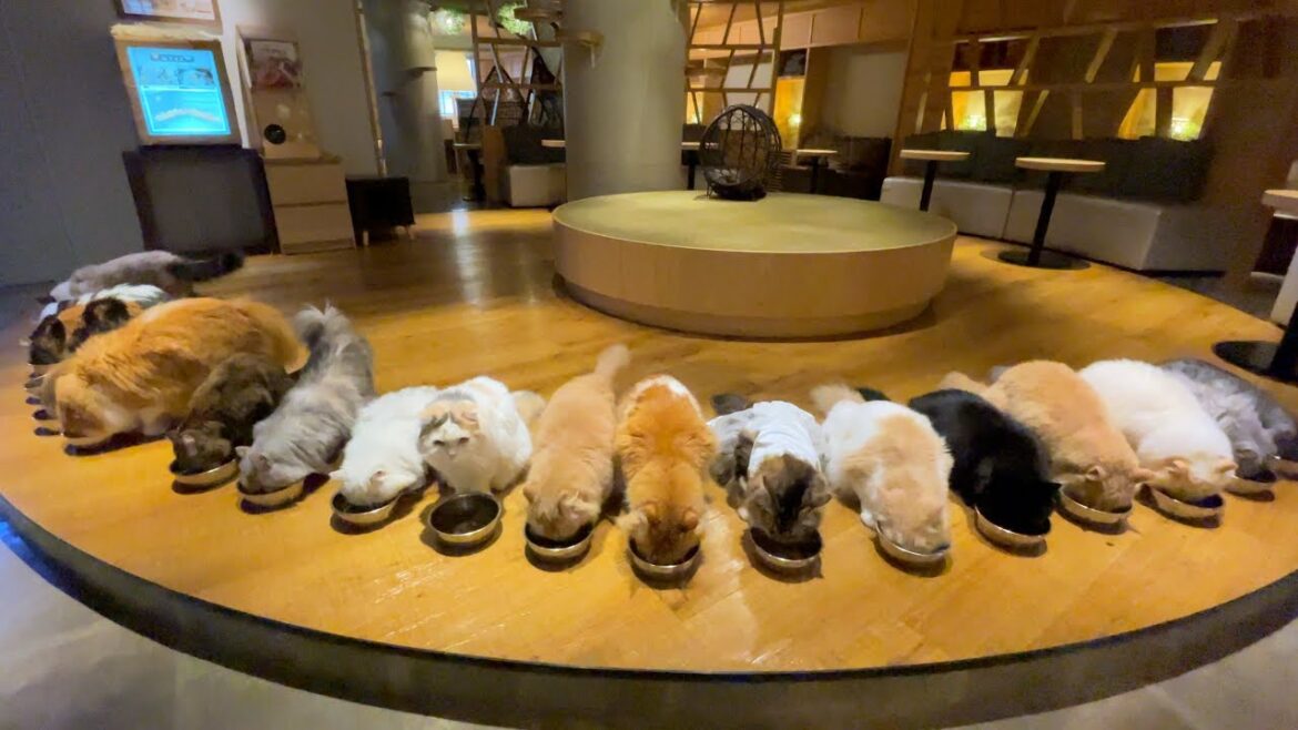 Impossibly Clean!! Largest Cat Cafe in Shinjuku, Tokyo ππ CAT CAFE MOCHA Impossibly Clean!! Largest Cat Cafe in Shinjuku, Tokyo ππ CAT CAFE MOCHA