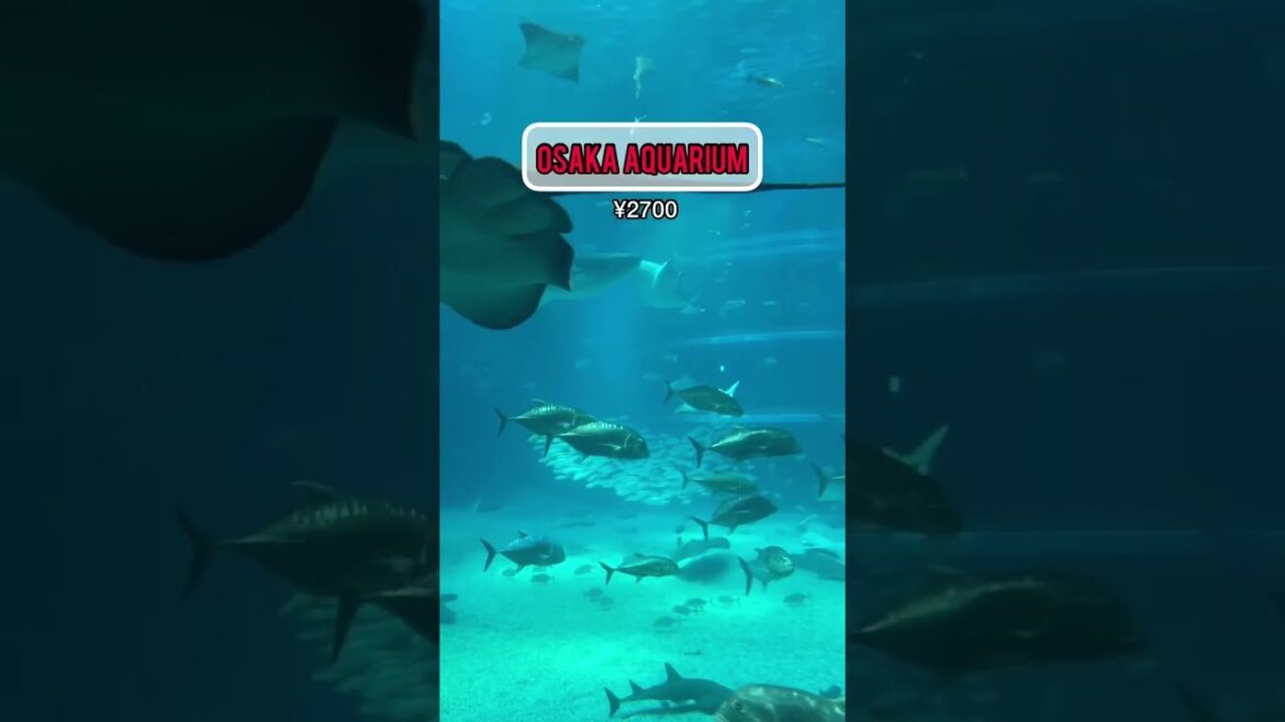 4 Unique Experiences in OSAKA, JAPAN 4 Unique Experiences in OSAKA, JAPAN