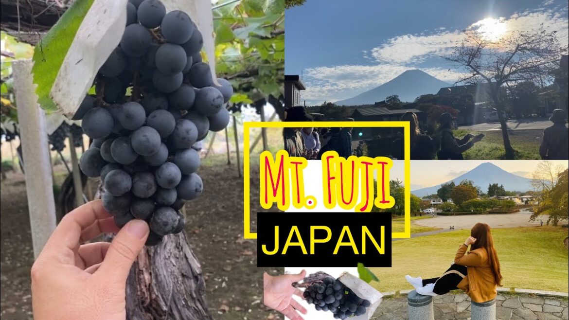MT. FUJI Japan!Oshino Hakkai| Yamanashi|Nagano Purple Grapes|Japan Travel @yamtravelujp3765