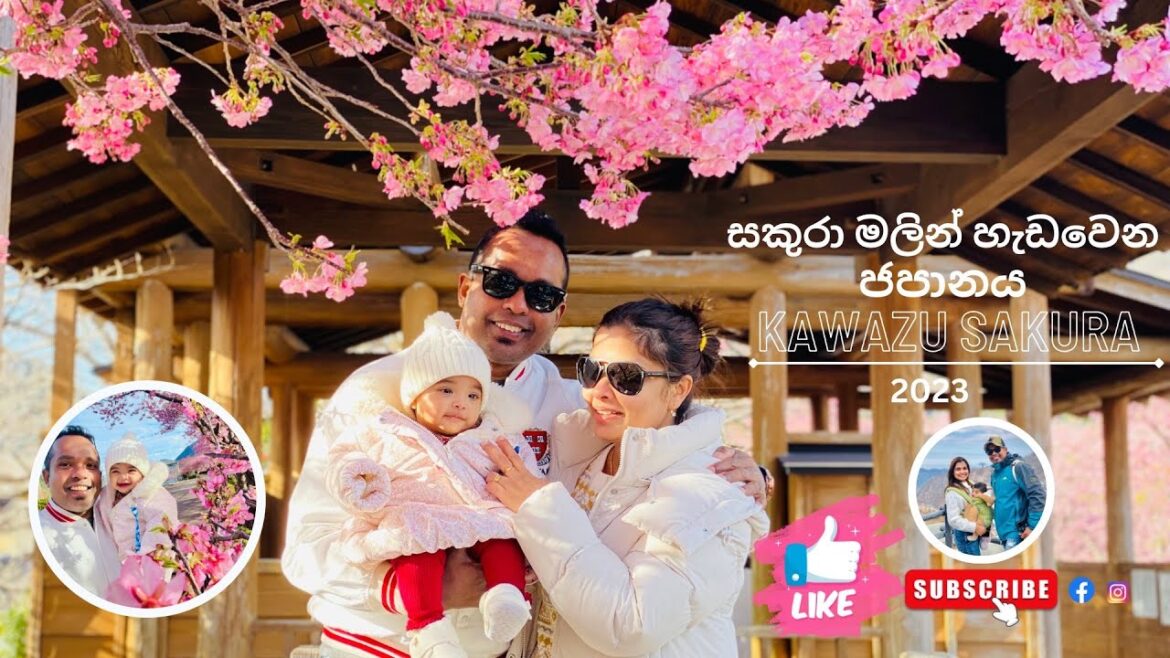 සකුරා මලින් හැඩවෙන ජපානය.(Kawazu Cherry Blossom Festival,Japan in 2023) සකුරා මලින් හැඩවෙන ජපානය.(Kawazu Cherry Blossom Festival,Japan in 2023)