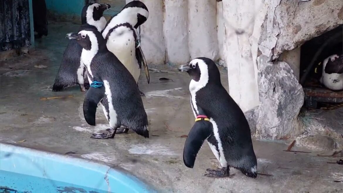 Little Penguins in Japan | Tokyo Trip wasn't complete without a visit to the Ueno zoo