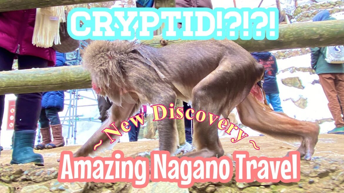 【Part1】 🙈MONKEYS🙉in ？？？？🐒❄️Travelling Amazing Nagano Pref🇯🇵
