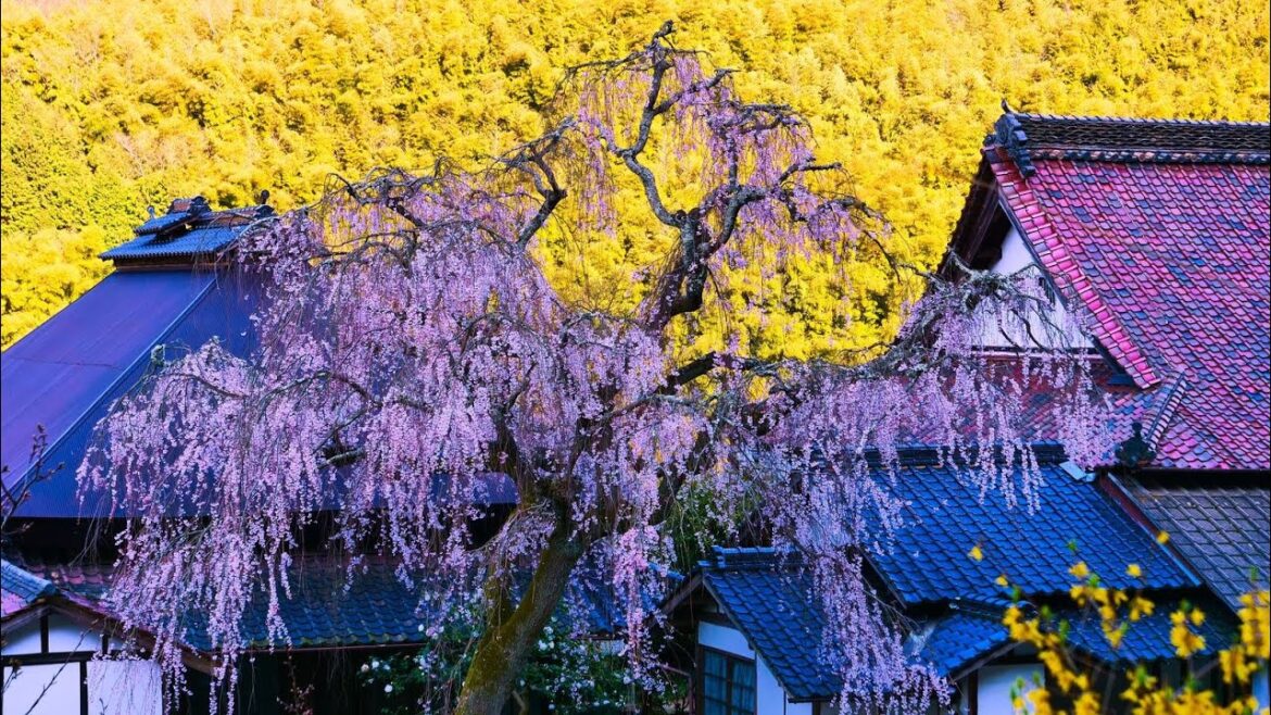 4K HDR 広島 福泉坊のシダレザクラ Hiroshima,Sakura at Fukusenbo