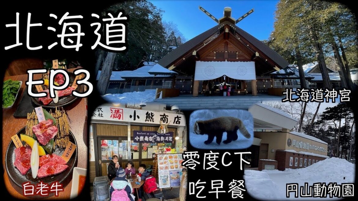 北海道自由行 EP3 北海道神宮 這集妹妹有掌鏡一部分 円山動物園 二條市場 Hokkaido jingu Shrine ｜ Maruyama Zoo 二条市場 六花亭