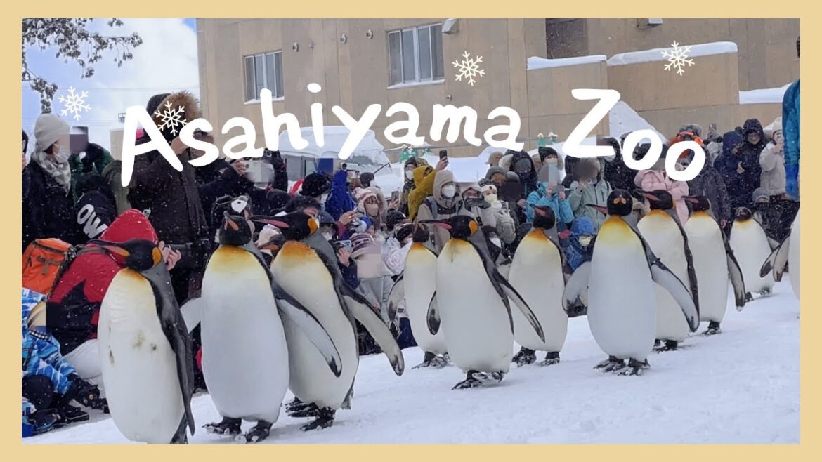 Cutest Penguin Parade in Hokkaido | The northernmost zoo in Japan – Asahiyama Zoo 🇯🇵🐧 Cutest Penguin Parade in Hokkaido | The northernmost zoo in Japan - Asahiyama Zoo 🇯🇵🐧