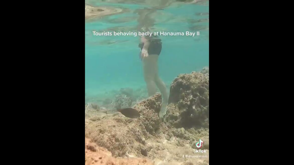 Tourists behaving badly at Hanauma Bay Hawaii
