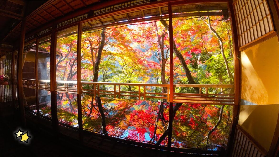 【京都】幻想的な絶景!🍁レンタサイクルで紅葉名所を巡ります!🚴 【京都】幻想的な絶景!🍁レンタサイクルで紅葉名所を巡ります!🚴